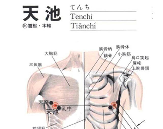 天池(Tiānchí)穴 - 胸部穴位