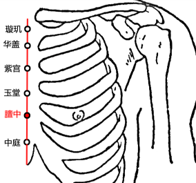 膻中(Dànzhōng)穴 - 胸部穴位