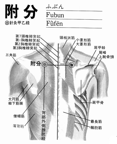 附分(fùfēn)穴 - 背部穴位