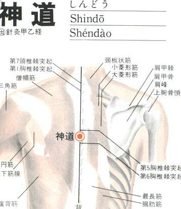神道(Shéndào)穴 - 背部穴位