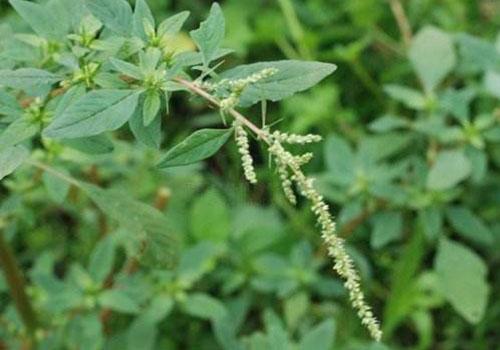 白刺苋的功效有哪些 野菜却全身都是宝