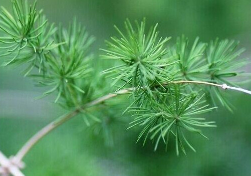 油松叶的功效与作用 中药油松叶的药用价值