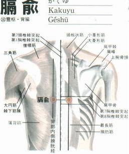 膈俞(Géshū)穴 - 背部穴位