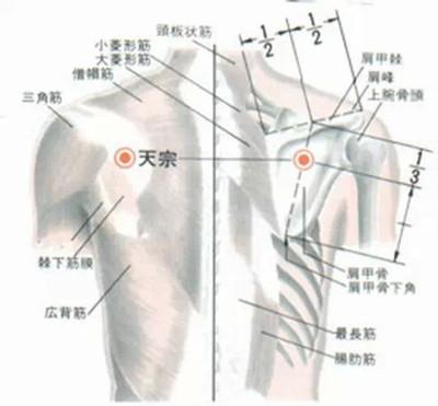 天宗(Tiānzōng)穴 - 背部穴位