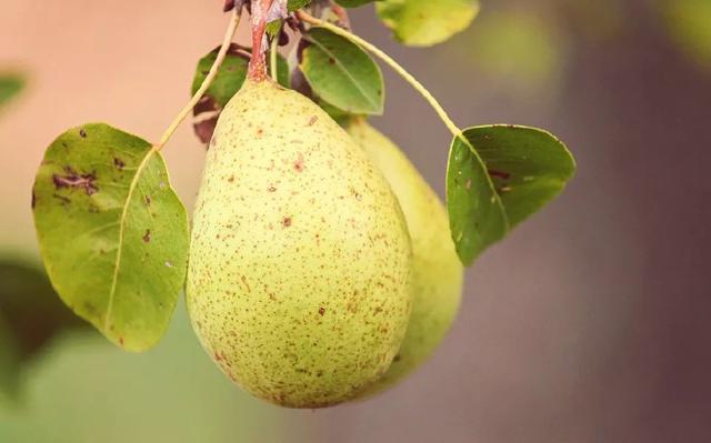 秋天吃梨养肺润燥 梨的三种吃法功效翻倍