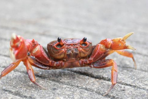 秋季吃螃蟹要注意的3大禁忌