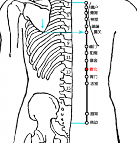 胃仓(Wèicāng)穴 - 背部穴位