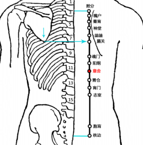 意舍(Yìshè)穴 - 背部穴位