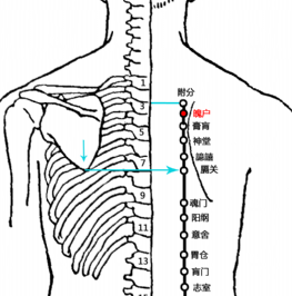 魄户(Pòhù)穴 - 背部穴位