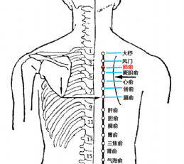 肺俞(Fèishū)穴 - 背部穴位