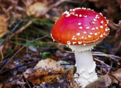 吃野蘑菇中毒身亡 吃了毒蘑菇怎么急救