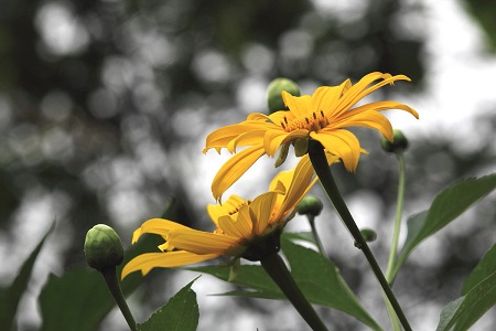 野生菊花可以泡水喝吗 野生菊花茶的功效