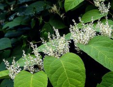 白藜芦醇的功效与作用