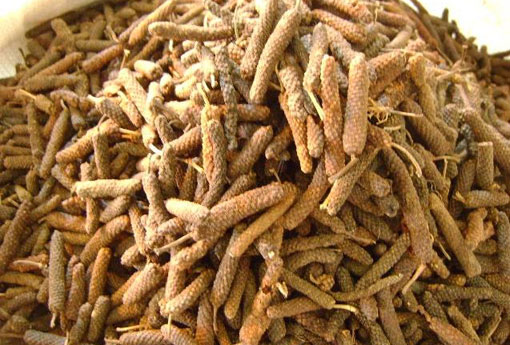 荜茇