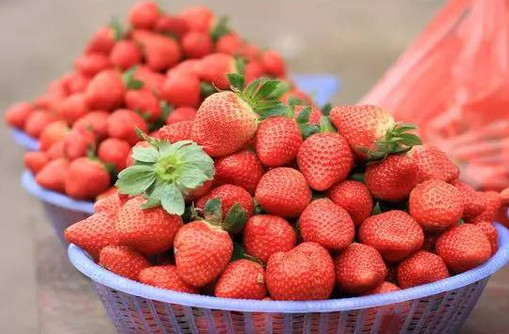 如何辨别激素草莓 爱吃草莓的要注意