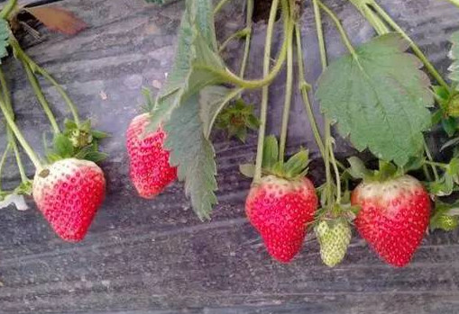 如何辨别激素草莓 爱吃草莓的要注意