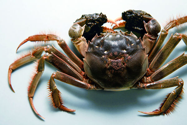 十一月份吃什么螃蟹 十一月吃公蟹还是母蟹