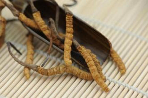 冬草夏草怎么吃 冬虫夏草的食用方法