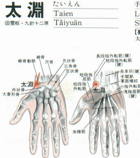 太渊(Tàiyuān)穴 - 手部穴位