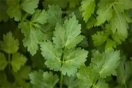 芹菜的做法 不起眼的芹菜叶竟然有这么多的功效