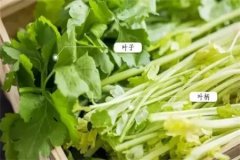 芹菜的做法 不起眼的芹菜叶竟然有这么多的功效