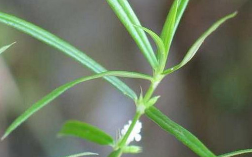 白花蛇草水的功效 白花蛇草水治什么病