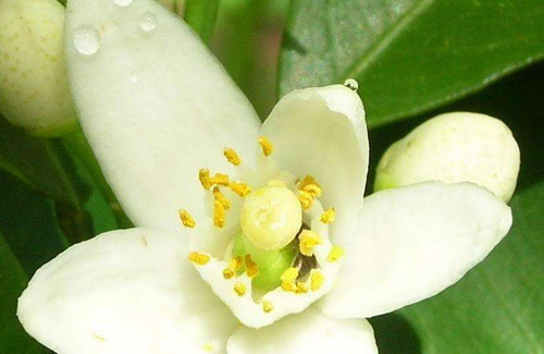 苦橙花的功效与作用 苦橙花花期多久