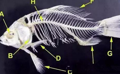 鱼的内脏到底能不能吃 鱼的哪些部位不能吃