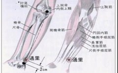 通里(Tōnglǐ)穴 - 胳膊穴位