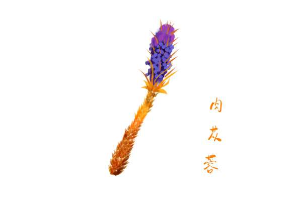 肉苁蓉的功效与作用 吃肉苁蓉的好处