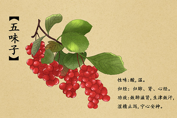 五味子的功效与作用 五味子的禁忌