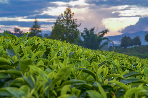 哪些茶具有清肺的功效 适合清肺喝的茶