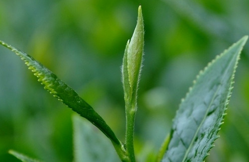 铁观音茶叶的生活妙用 喝铁观音茶的好处