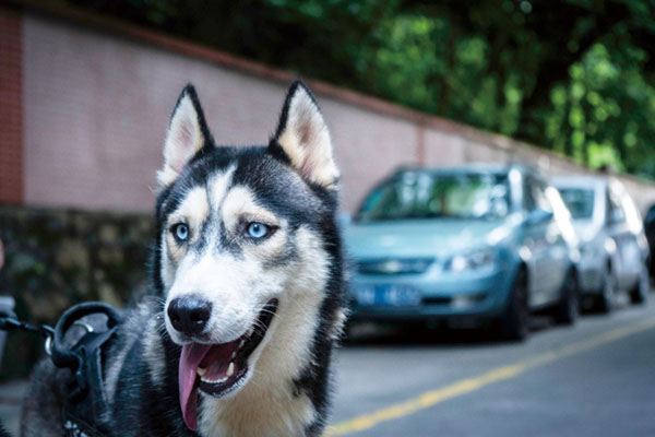 狂犬病的早期症状 狂犬病怎样治疗