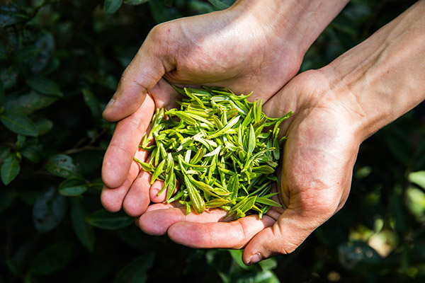 茶叶的功效与作用