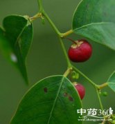 红鱼眼