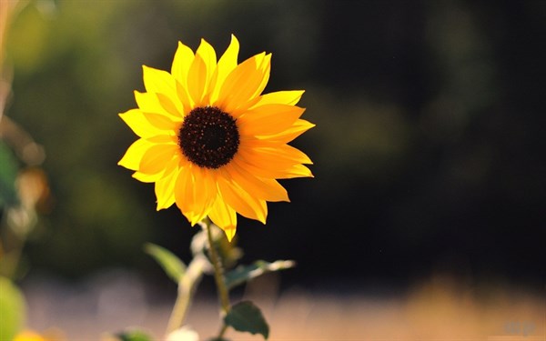 夏天注意这六点养生技巧，轻松一夏，一年少病！