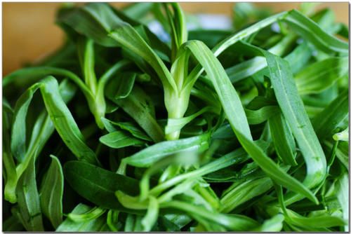 农村常见的野菜——面条菜的做法