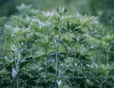 野艾草与家艾草的区别野艾草的功效与作用