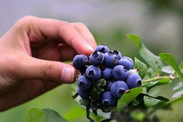 国内蓝莓产地哪里最好 认准这几个地区